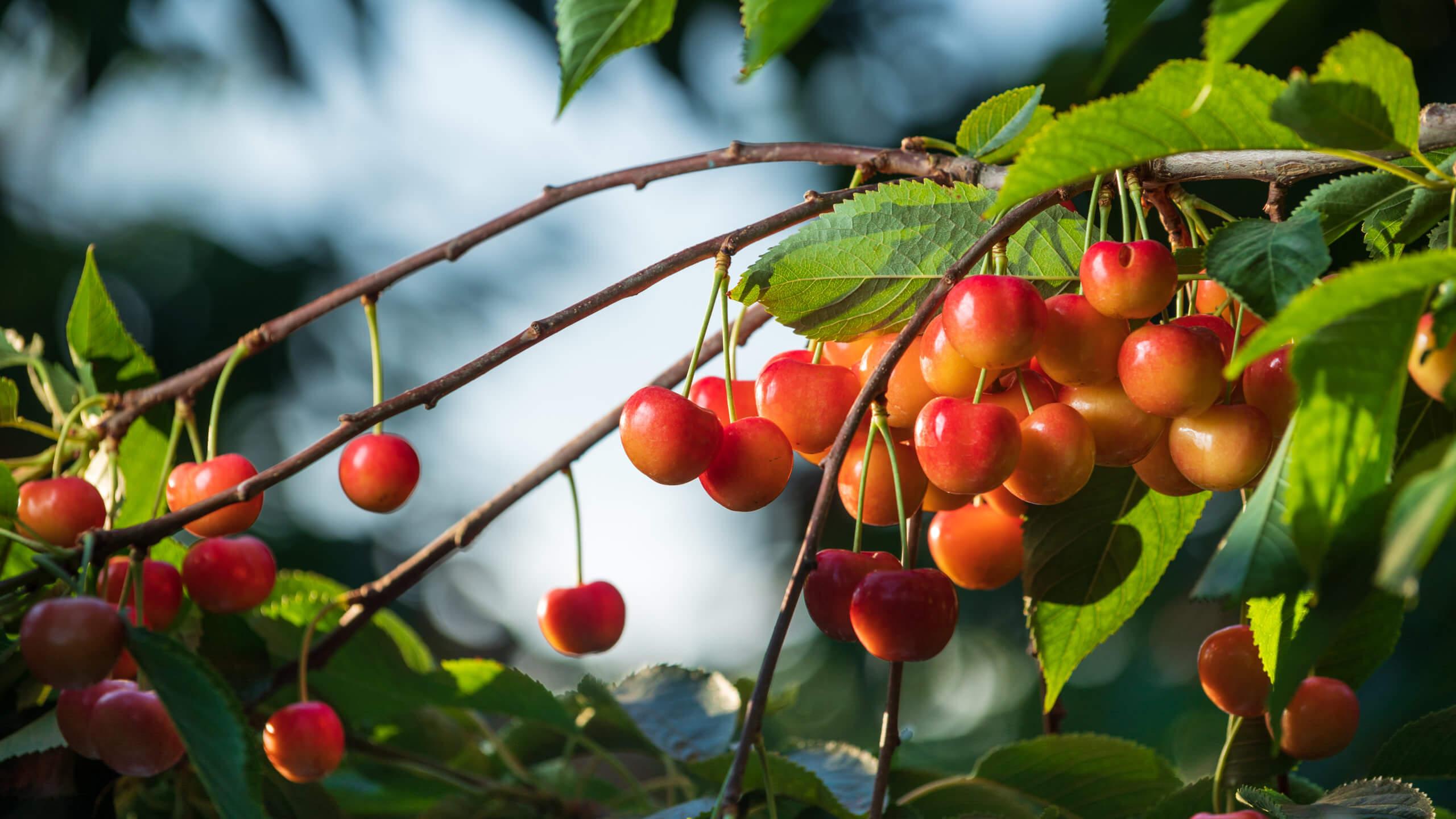 Cherries-Rainier-Washington-Stemilt-2994-scaled.jpg