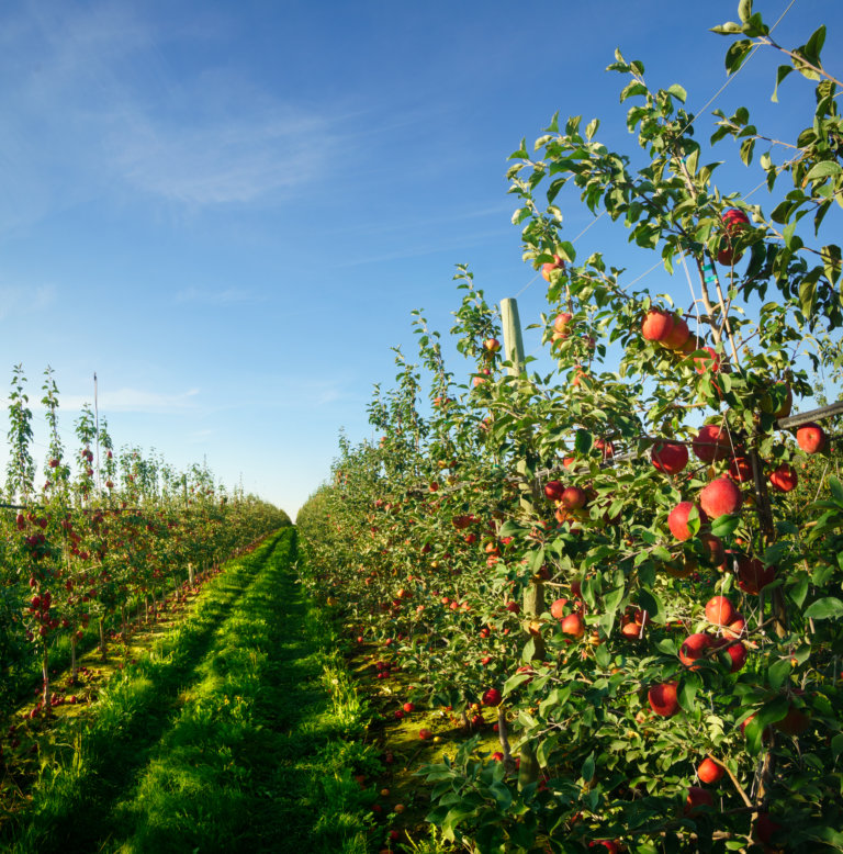 About Harvesting Honeycrisp Apples | Stemilt Growers