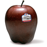 Mcintosh vs. Honeycrisp Smackdown - Adam's Apples