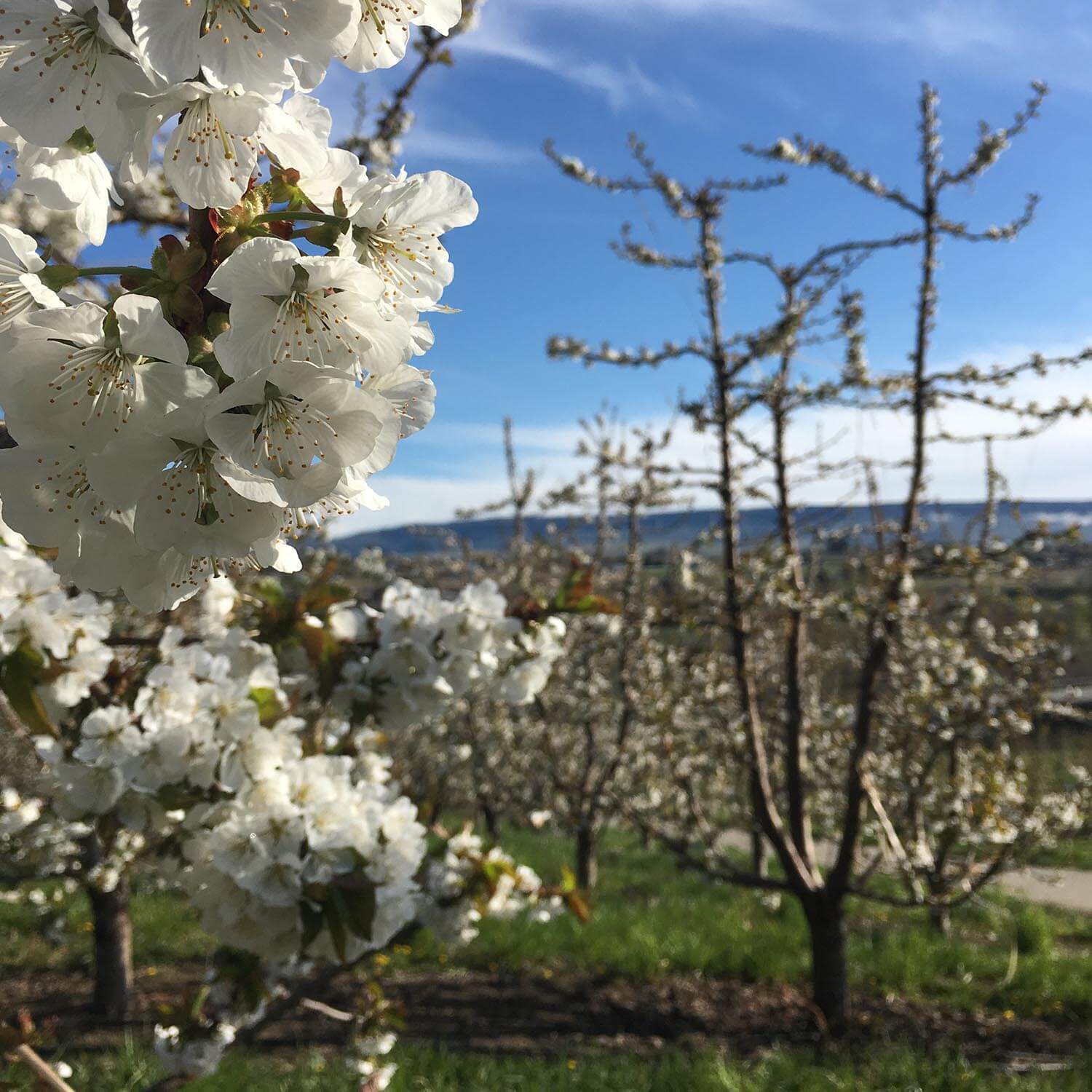 Cherry Blossom Can Change Due To Weather Stemilt