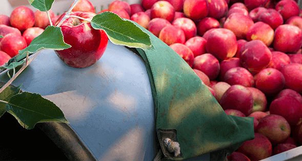 Stemilt World Famous Fruit Organic Fuji Apples Punnet, 4 Count