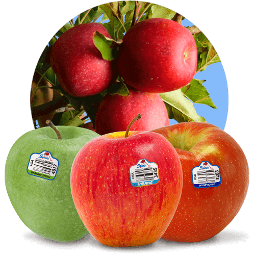 Gala apples 🍎 🌟 Discover the crunch and sweetness of this