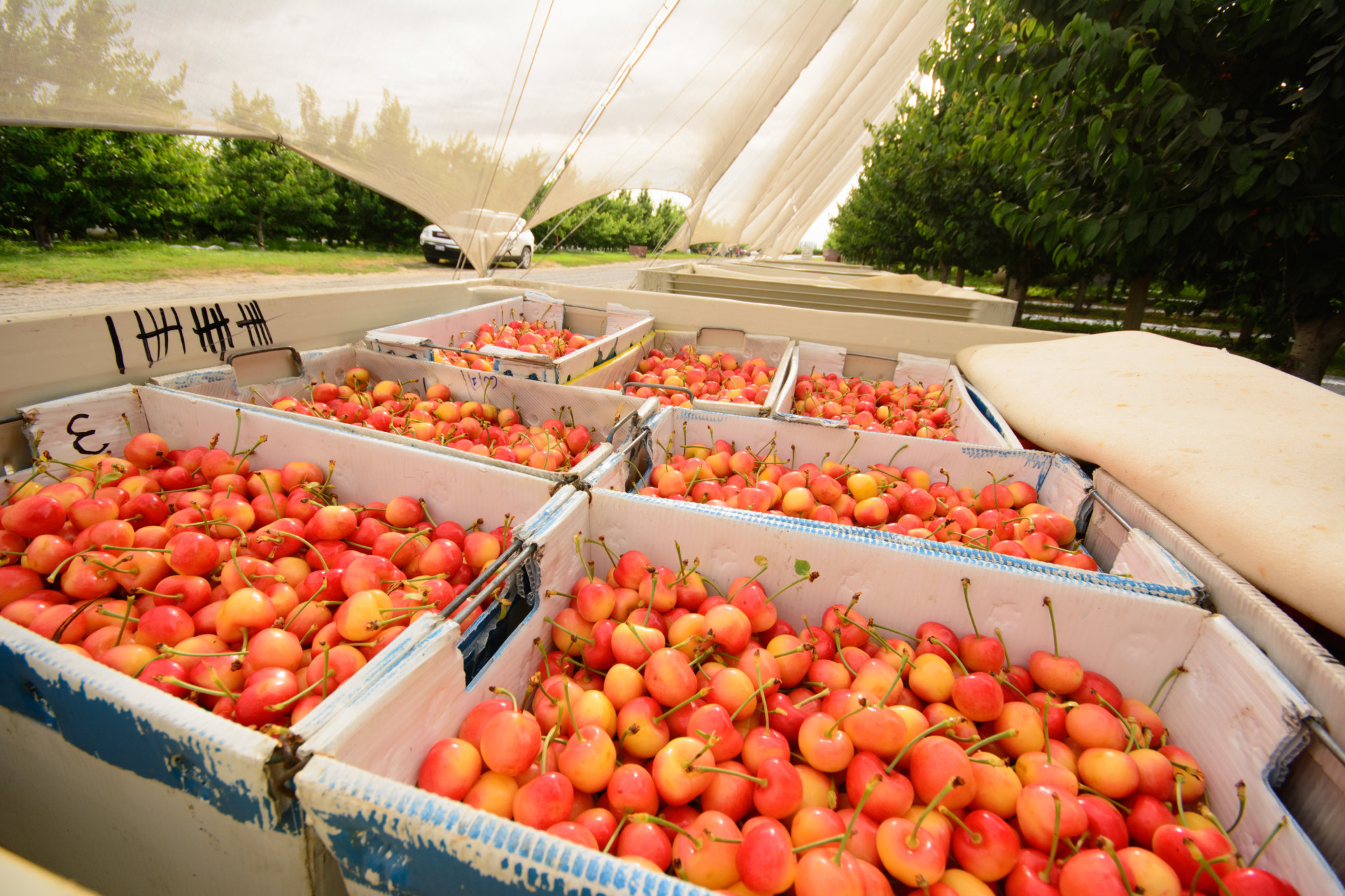 When are Cherries in Season in Washington (and Other Tips) Stemilt